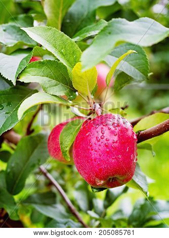 Gloster Apple Tree Branch With Apple After Rain