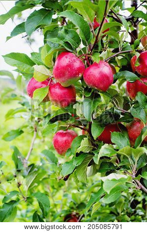 Gloster Apple Tree Branch With Apple After Rain