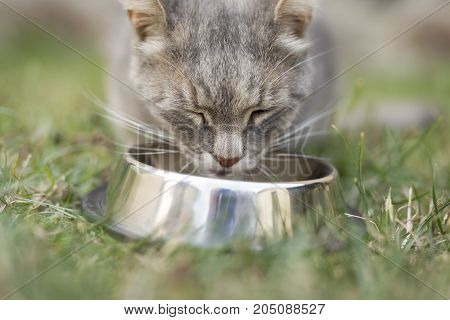 Beautiful tabby cat sitting next to a food bowl placed on the lawn in the backyard eating.