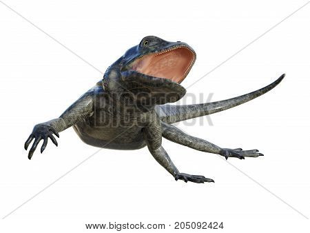 3D rendering of a large lizard chuckwalla isolated on white background