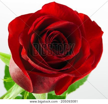 red rose isolated on white background royalty free photostock photos