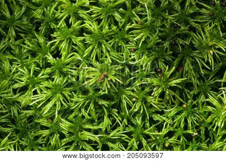 Green moss texture or background macro selective focus shallow DOF.