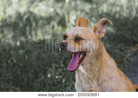 Red-white dog of the courtyard opened his mouth wide in a yawn