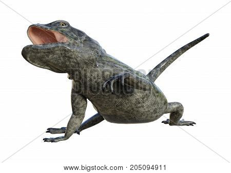 3D Rendering Chuckwalla On White