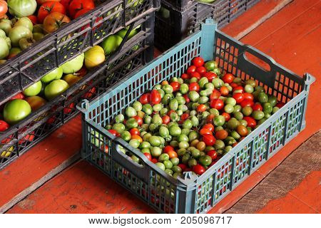 Group Of Fresh Tomatoes