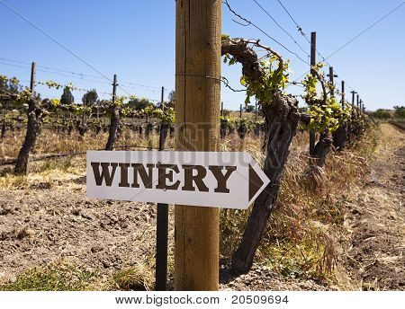 Winery tegn med gamle vinstokke