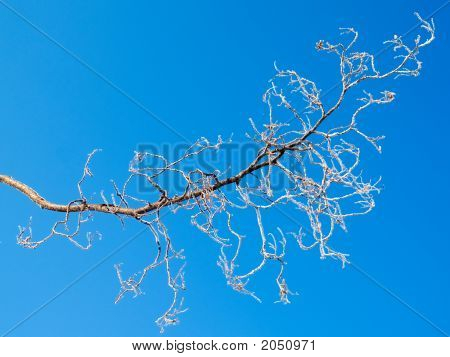 gefrorene Zweig und blauer Himmel
