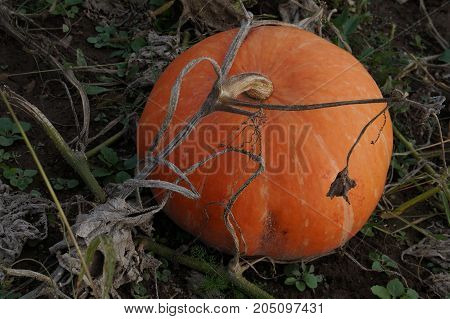 Pile Of Small Cute Pumpkins At Pumpkin Patch.