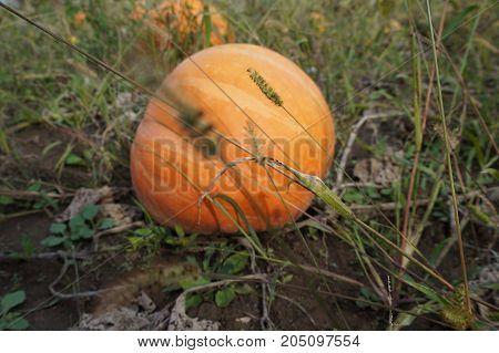 Pile Of Small Cute Pumpkins At Pumpkin Patch.