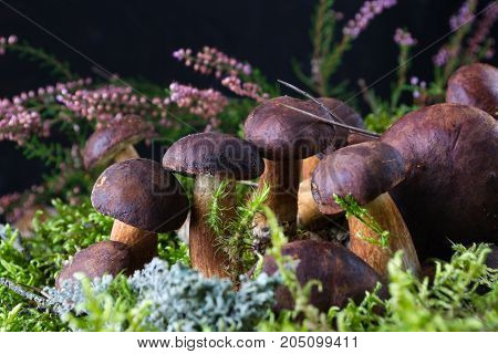 Boletus badius wild porcini mushrooms on moss. Dark background.