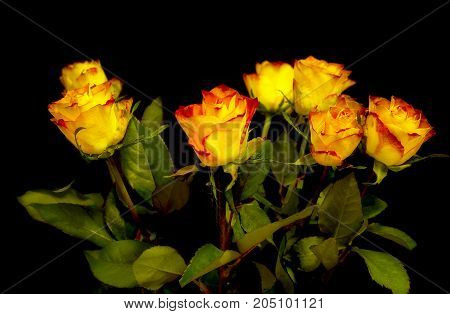 Bouquet of orange roses on a black background