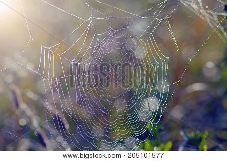 The Spider Web At Dawn In The Dew Drops