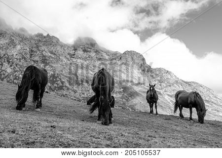 Route through the wonderful places of the Picos de Europa.