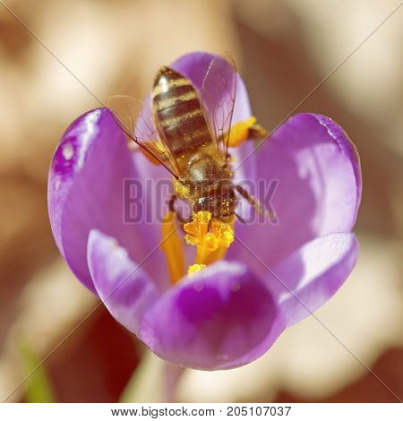 Macro photo of bee pollinate crocus heuffelianus flower. Natural scene.