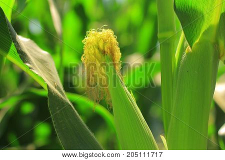 indian agriculture maize  cob or sweetcorn field