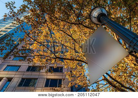 Bottom view of skyscraper the lamppost with sign and autumn oak tree on the background of clear sky Atlanta USA