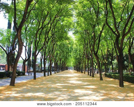 Park alley way view with colorful green trees on summer day sunny background. Sunlight shines through upper branches of tree leaves on wide empty walkaway. No people scene with blank middle space.
