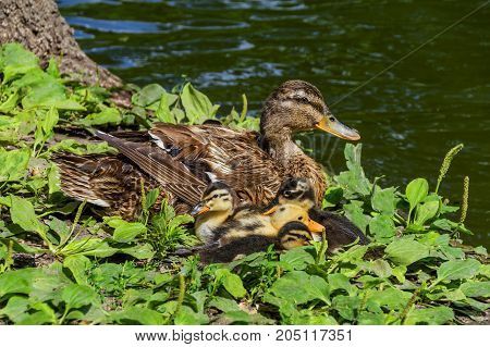 duck family on green grass by the lake