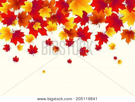 Vector illustration of autumn border background with falling multi colored maple leaves like leaf fall in bright flat style isolated on white background