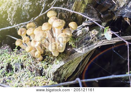 Group of young buttons of edible mushrooms from the Armillaria mellea complex known as Honey Fungus growing on a wood stump in autumn forest