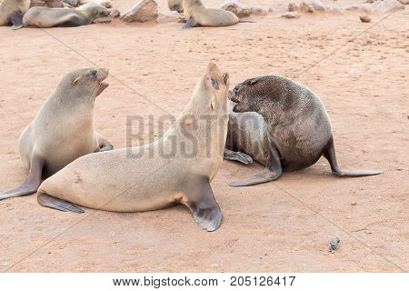 Cape Fur Seals Arctocephalus pusillus at Cape Cross on the Skeleton Coast of Namibia
