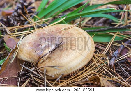 One Of The Poisonous Mushrooms (paxillus Involutus)