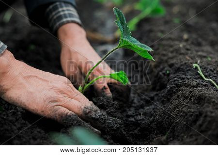 The old man hand hand holds a green plant to plant. Concept: Hope to new life