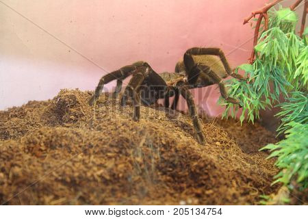 Tarantula Spider Brachypelma Albopilosum