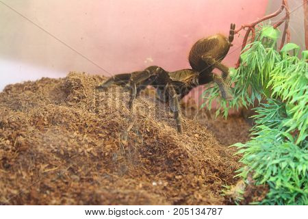 Tarantula Spider Brachypelma Albopilosum