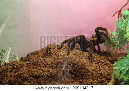Tarantula Spider Brachypelma Albopilosum