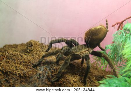 Tarantula Spider Brachypelma Albopilosum