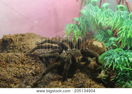 Tarantula Spider Brachypelma Albopilosum
