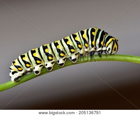 Side view of a Black Swallowtail Butterfly caterpillar also called Papilio Polyxens on a parsley stem.