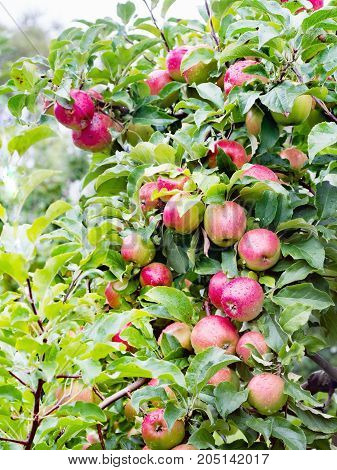 Ligol apple tree branches with apples after rain. A variety bred in Poland more and more appreciated throughout Europe. The apples are harvested in October. They are large or very large covered with a green skin with a blurred striped blush. 