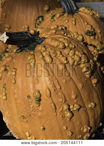 vertical view of orange pumpkins with bumpy texture