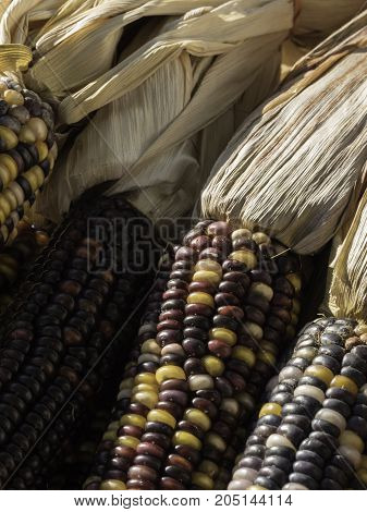 vertical close up of a bunch of dark multi colored Indian corn