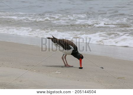 An oyster catcher eating on a beach