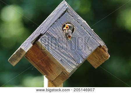 Two hungry wrens waiting to be fed.