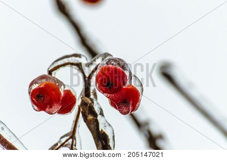 Twigs of tree encased in ice after a freezing rain storm