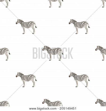 African, desert zebra. Wild cloven-hoofed animal, zebra single icon in cartoon style vector symbol stock illustration .