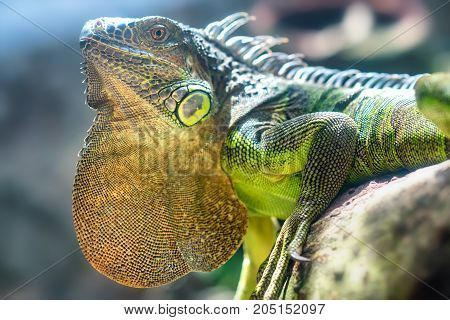Giant iguana portrait is resting in the zoo. This is the residual dinosaur reptile that needs to be preserved in the natural world