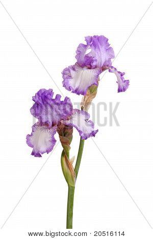 Stængel i lilla Iris blomster isoleret på hvid