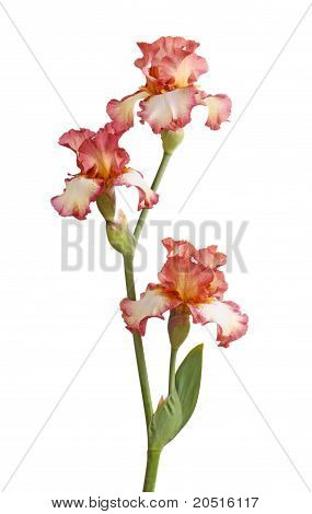 Stilken af Bourgogne Iris blomster isoleret på hvid