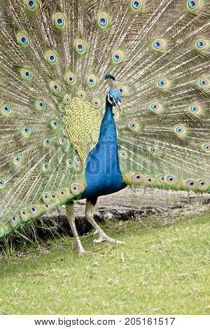 the male peacock is displaying all his tail featers trying to attract a mate