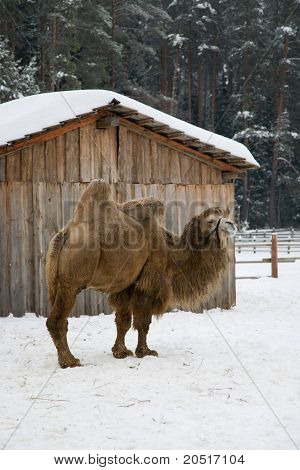 Vinter Camel