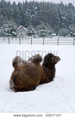 Vinter Camel