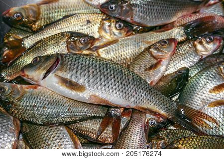 Foodbackground of carp fish ordinary, Carassius carassius, fresh close-up. Background. Texture