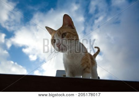 Street cat on the roof over the blue sky of Tetuan Morocco