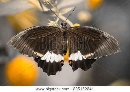 Papilio Polytes (male), The Common Mormon, Exotic Butterfly.