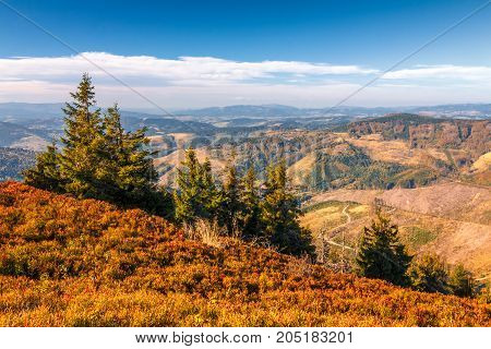 Autumn Mountainous Landscape With Spruce Trees In The Foreground